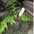 Cyathea robusta